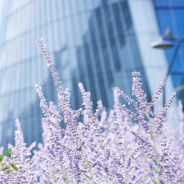 HPP_ESG_lavender_scyscraper_ISO HPP_ESG_lavender_scyscraper_ISO